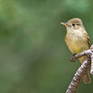Cordilleran Flycatcher